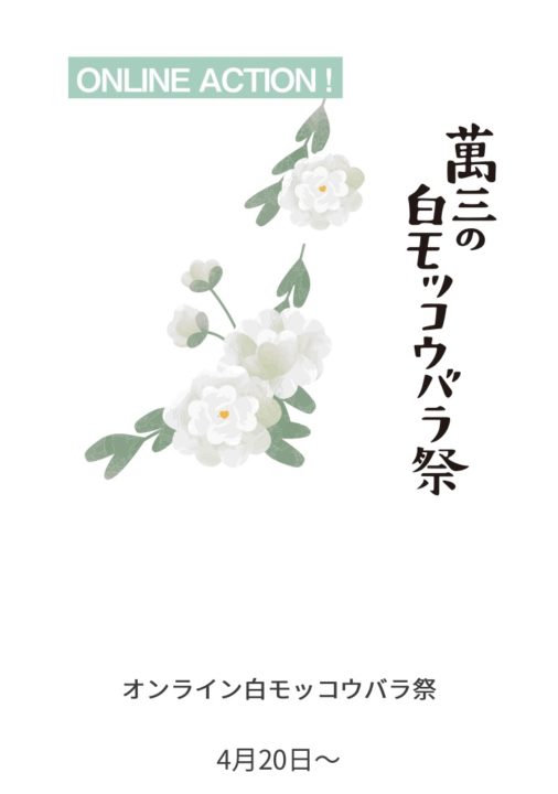 オンラインお花見！「萬三の白モッコウバラ」｜半田市観光ガイド｜半田 