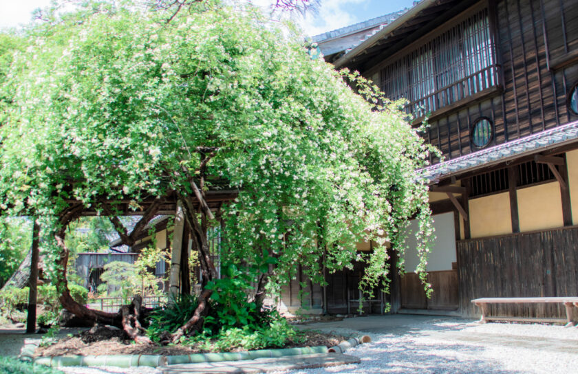 萬三の白モッコウバラアンバサダー募集 半田市観光ガイド 半田市観光協会公式サイト