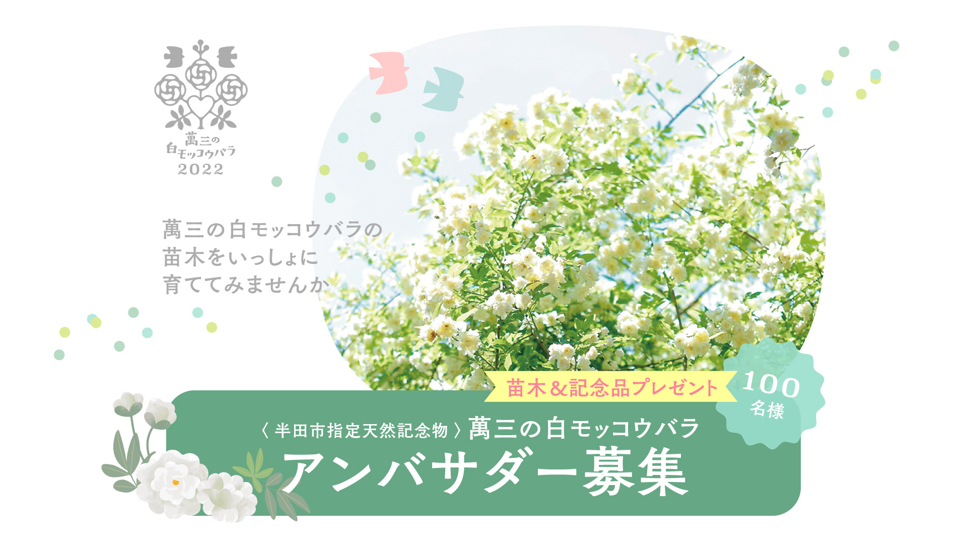 萬三の白モッコウバラアンバサダー募集 半田市観光ガイド 半田市観光協会公式サイト