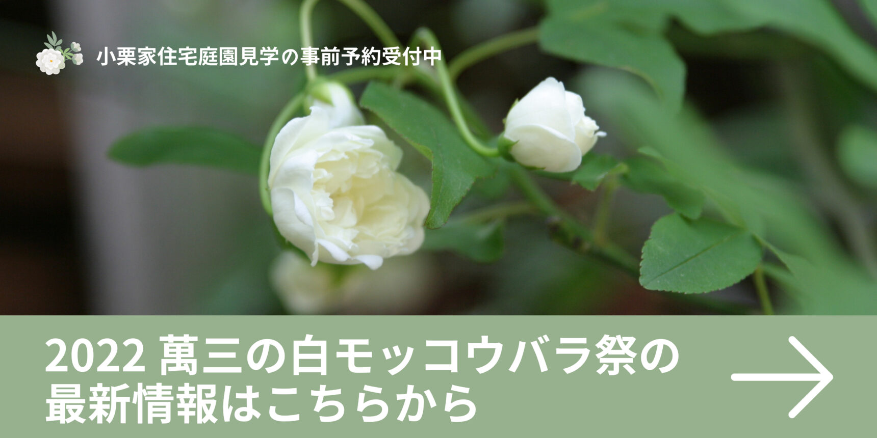 萬三の白モッコウバラと小栗家 半田市観光ガイド 半田市観光協会公式サイト