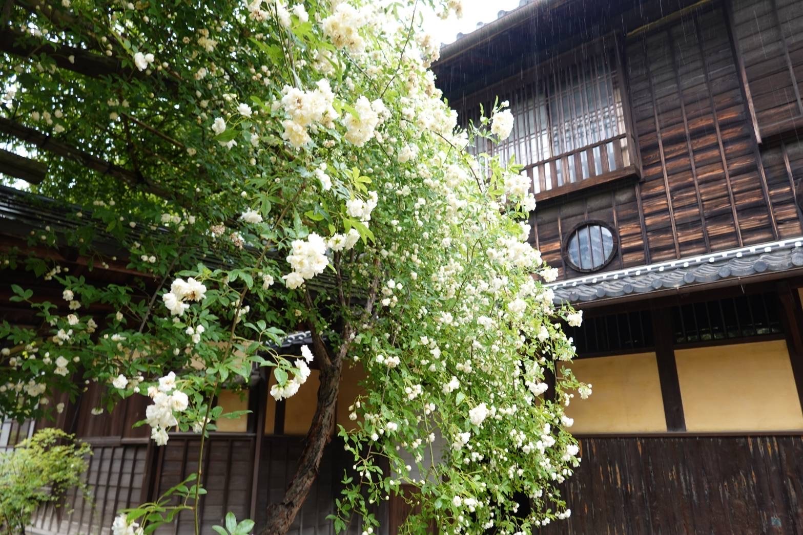 萬三の白モッコウバラ祭 22 半田市観光ガイド 半田市観光協会公式サイト